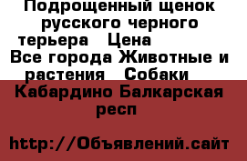Подрощенный щенок русского черного терьера › Цена ­ 35 000 - Все города Животные и растения » Собаки   . Кабардино-Балкарская респ.